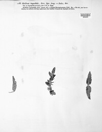 Puccinia recondita image